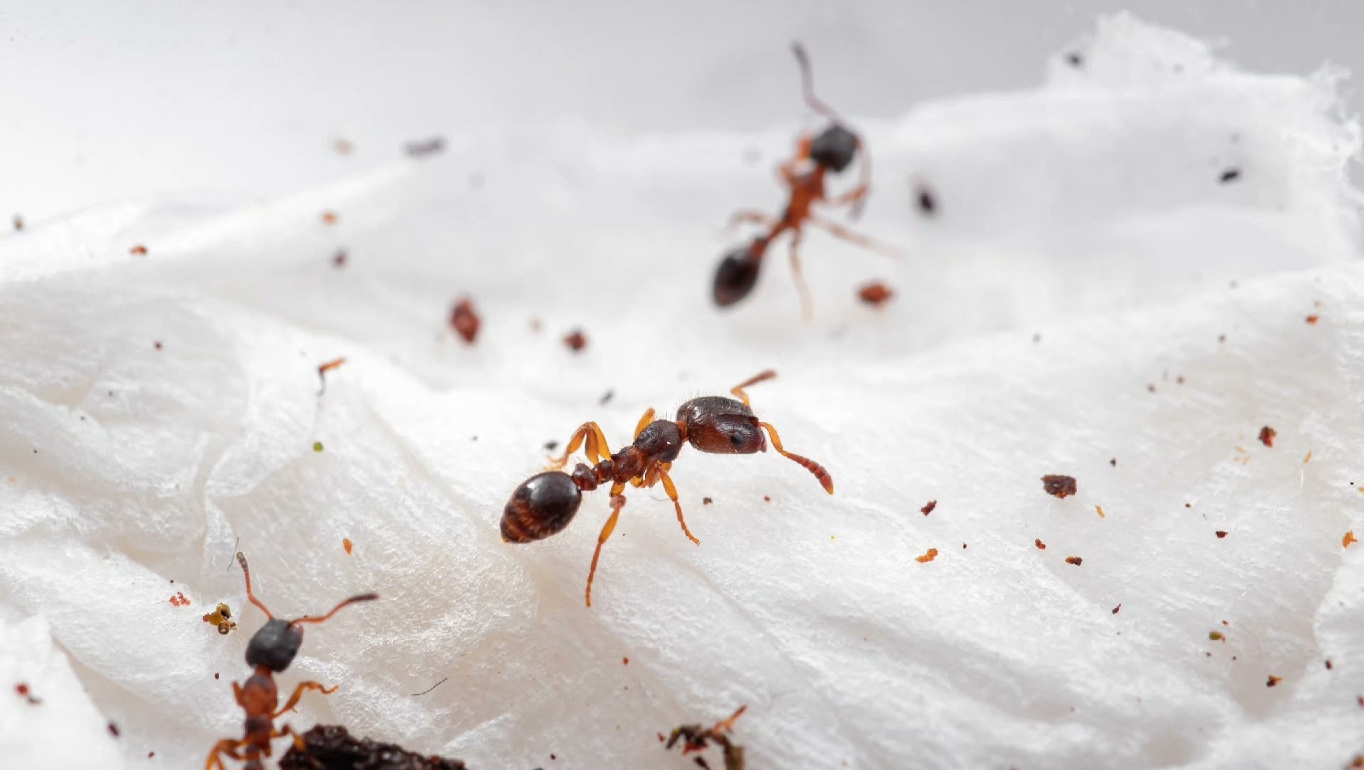 Harpagoxenus zaisanicus