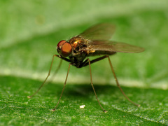Diaphorinae