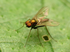 Diaphorinae