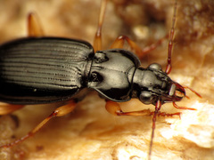 Patrobus longicornis