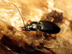 Patrobus longicornis