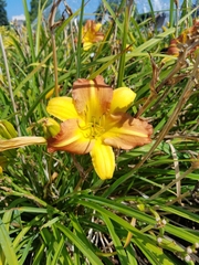 Hemerocallis