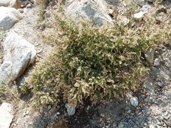 Holodiscus discolor microphyllus