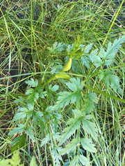 Conioselinum