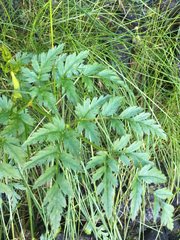 Conioselinum