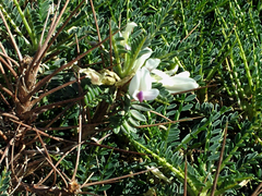 Astragalus terraccianoi