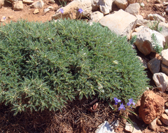 Astragalus terraccianoi
