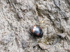 Sphaeridium scarabaeoides