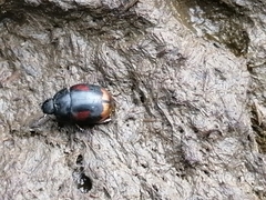 Sphaeridium scarabaeoides