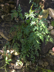 Conioselinum