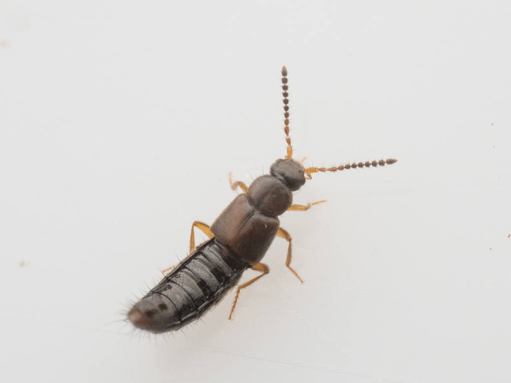 Atheta cheersae