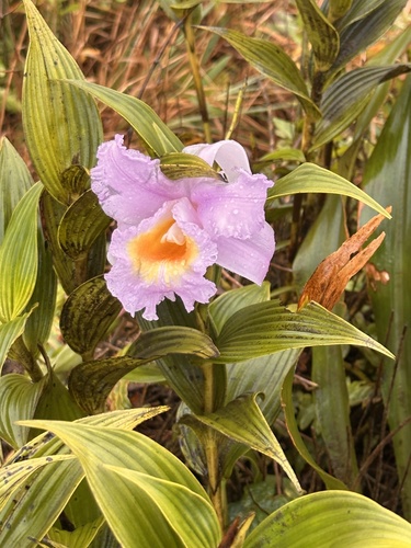 Sobralia violacea, photograph 1