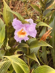 Sobralia violacea
