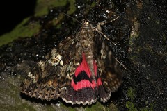Catocala sponsa