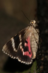Catocala sponsa