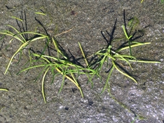 Lilaeopsis occidentalis