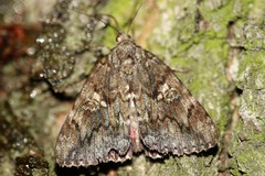 Catocala sponsa