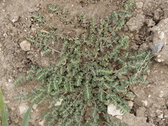 Euphorbia prostrata