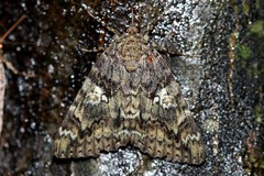 Catocala sponsa