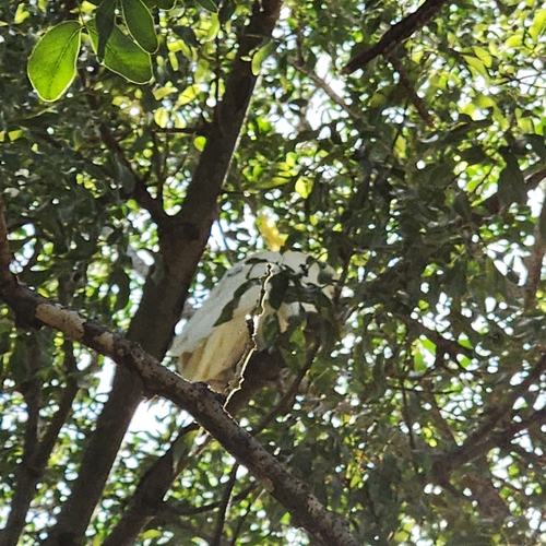 Sulphur-crested Cockatoo