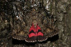 Catocala sponsa