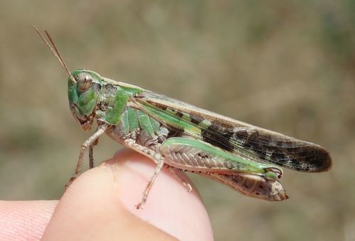 Slender Green-winged Grasshopper photo 5