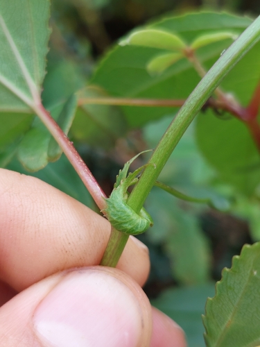 Image of Passiflora mixta by (c) Daniel Mesa, some rights reserved (CC BY)