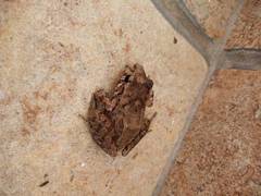 Craugastor berkenbuschii