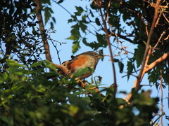 Microspingus cabanisi