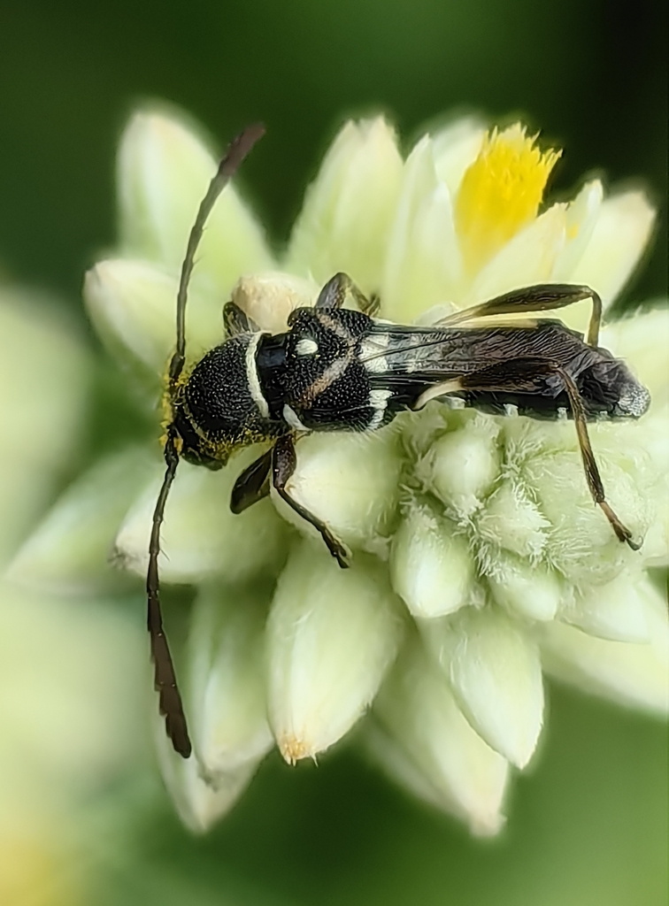 Tomopterus exilis