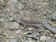 Medopheos edracanthus