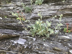 Artemisia umbelliformis