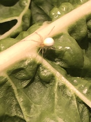 Enoplognatha ovata