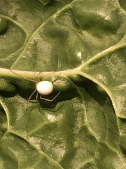 Enoplognatha ovata