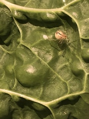 Enoplognatha ovata
