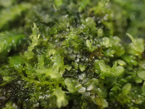 Image of Calypogeia muelleriana by no rights reserved