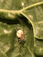 Enoplognatha ovata