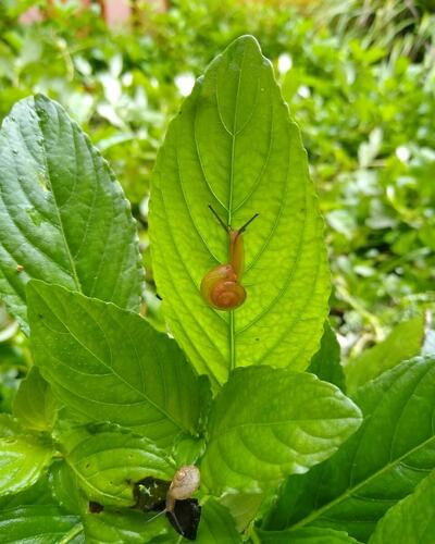 Asian Tramp Snail