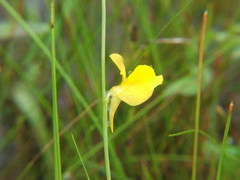 Utricularia juncea