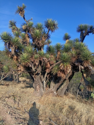Yucca decipiens