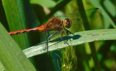 Sympetrum rubicundulum