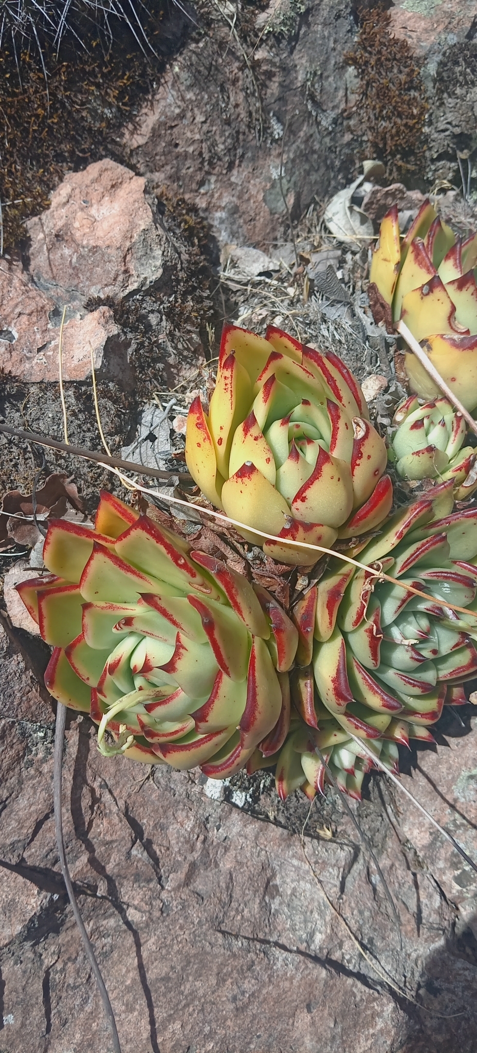 Lipstick (Echeveria agavoides)