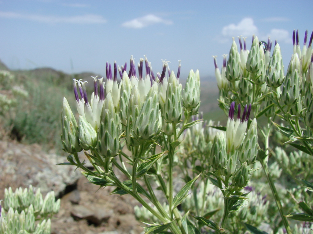 Arctium pallidivirens