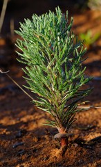 Eriospermum paradoxum