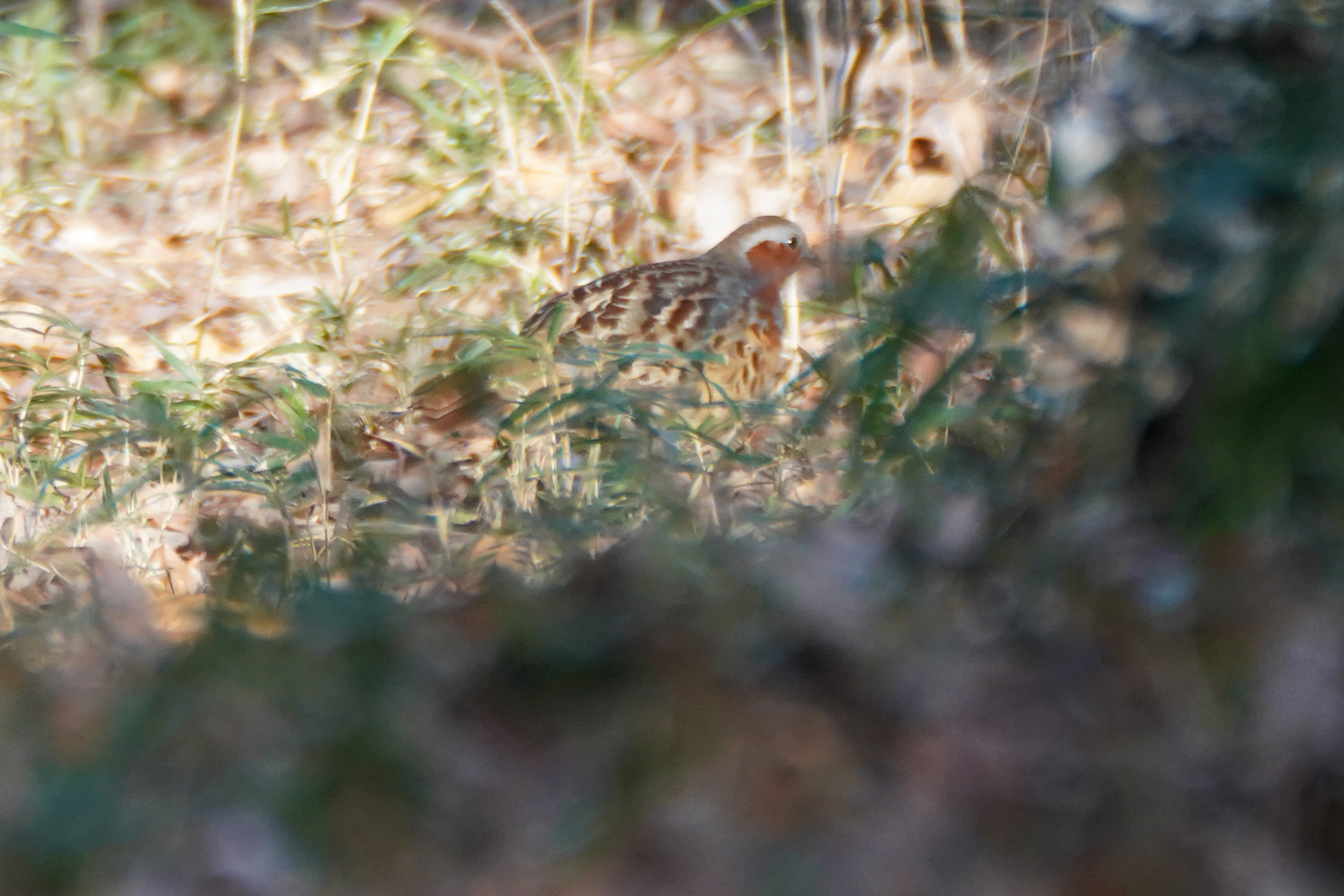 Chinese Bamboo-Partridge illustration