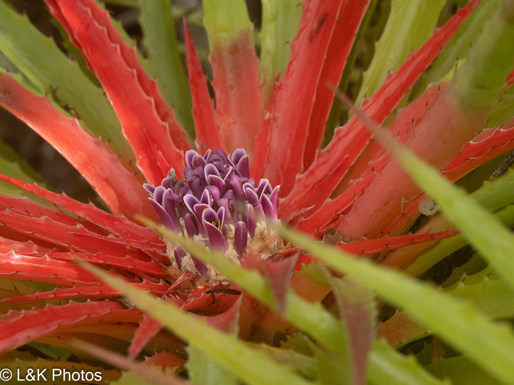 Bromelia humilis; photograph author not stated, no rights reserved