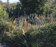 Strelitzia reginae