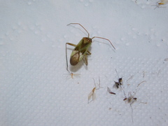 Adelphocoris lineolatus