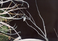 Micrathene whitneyi