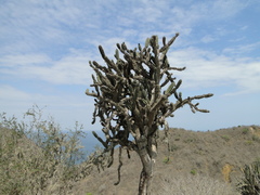 Armatocereus cartwrightianus